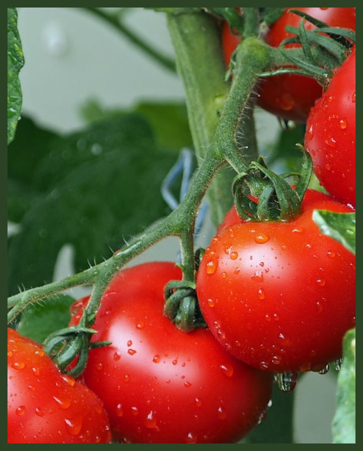 european-sustainable-tomatoes